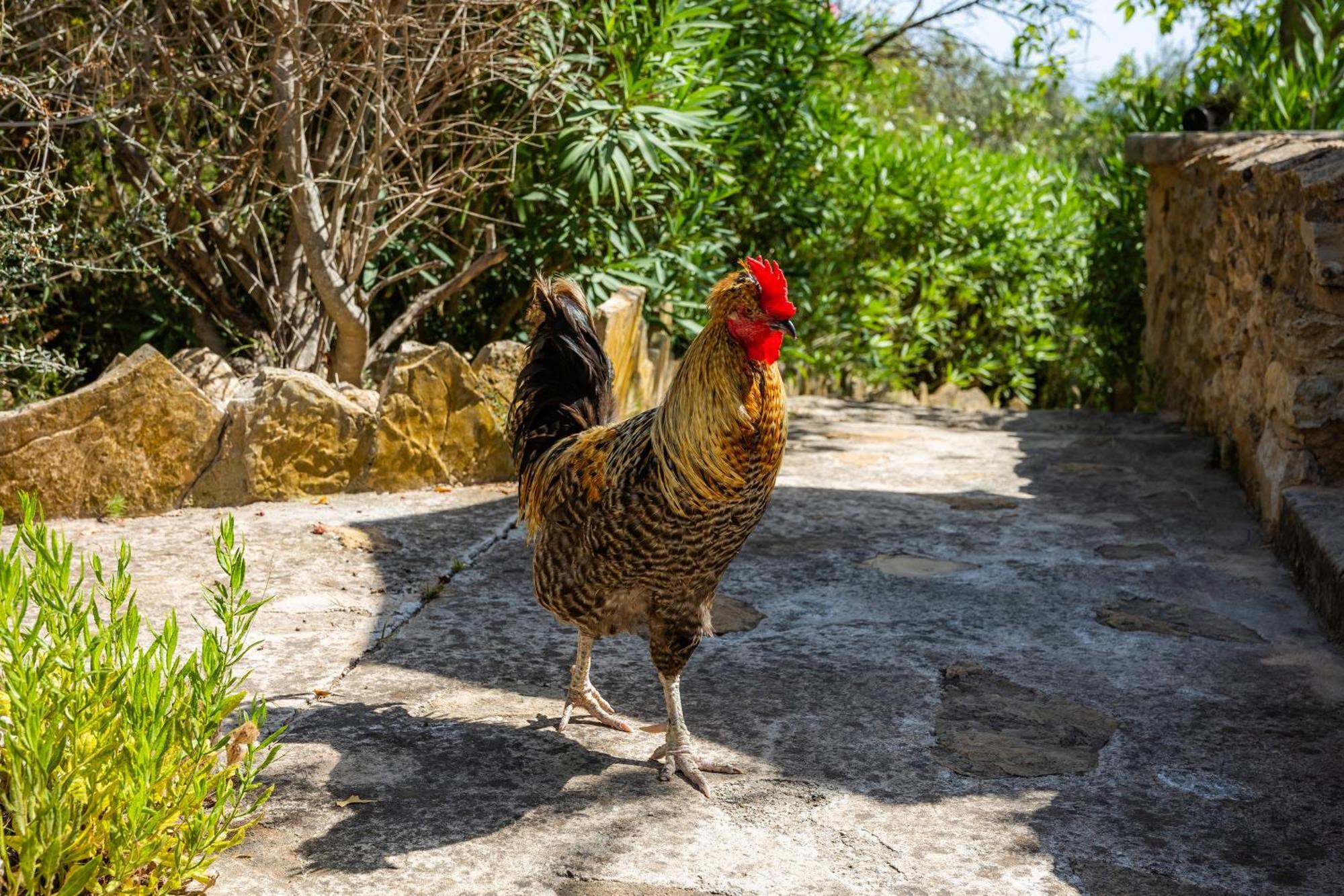 Es Muli * Petra (Mallorca)